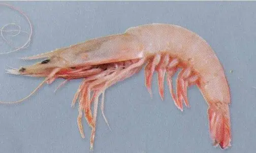 Pink Prawns