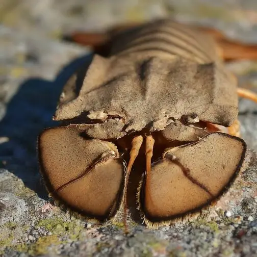 Blunt Slipper Lobster