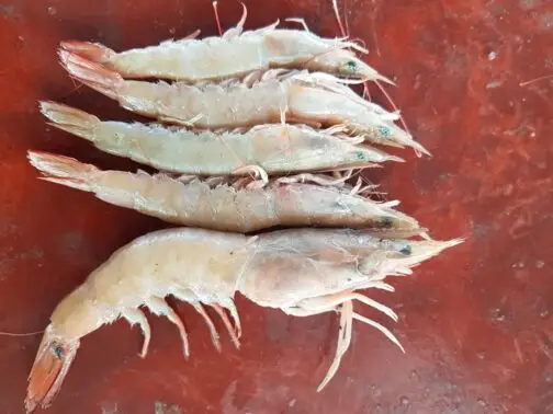 Brown Shrimp