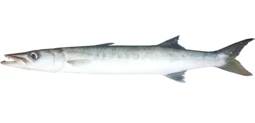 White Barracuda