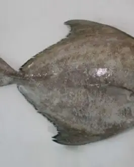 Black Pomfret