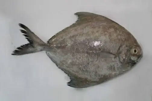 Black Pomfret