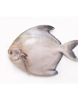 Chinese Pomfret