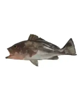 Grey Grouper