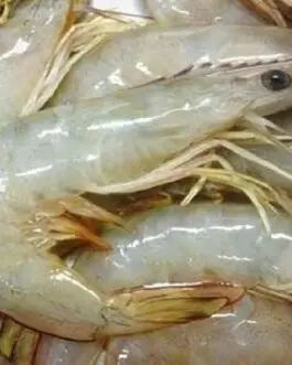 White Prawns