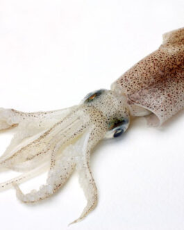 Loligo Squid