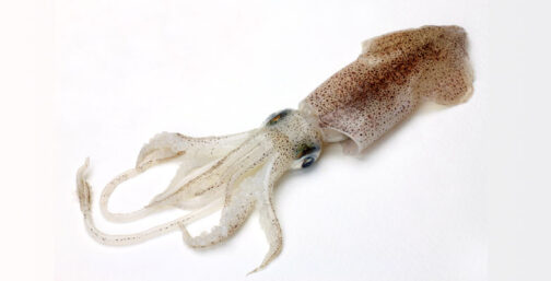 Loligo Squid